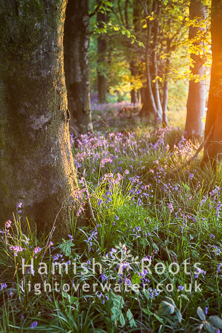 Spring Woodland